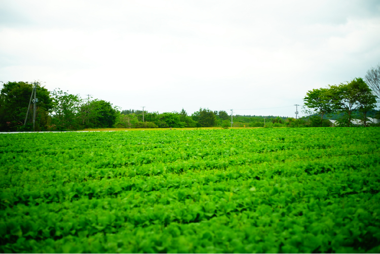 野辺地葉つきこかぶの畑